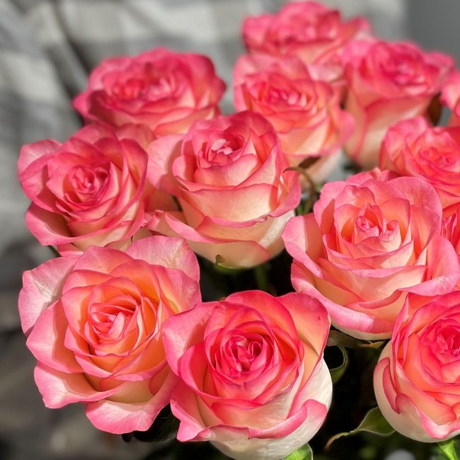 Российские розовые розы - салон «Цвет настроения» в Уфе