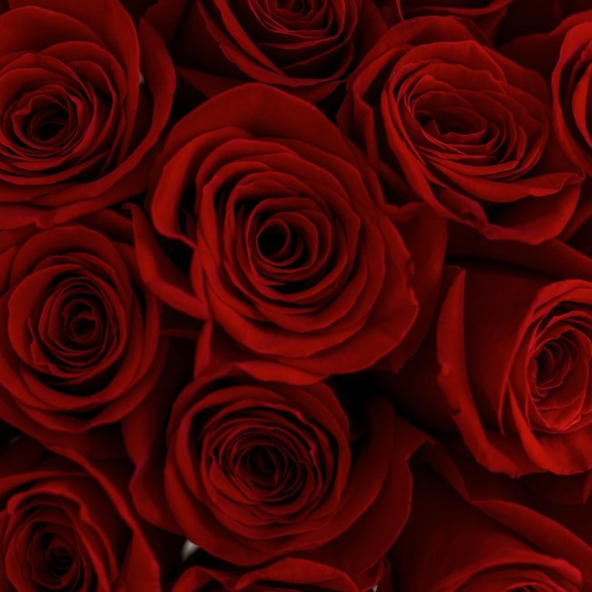 51 красная роза - салон «Цвет настроения» в Уфе 13278