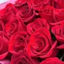 25 красных роз 60см в упаковке