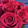 15 красных роз Эквадор 60см