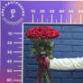 15 красных роз Эквадор 60см