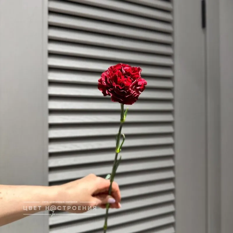 Гвоздика красная, 1 шт