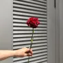 Гвоздика красная, 1 шт