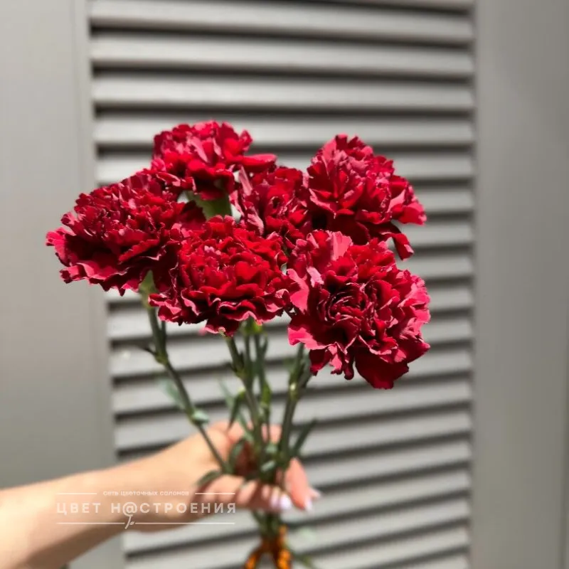 Гвоздика красная, 6 шт