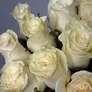 Белые розы Эквадор 60см