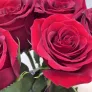 Подарочный набор: 5 красных роз и плюшевый мишка