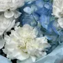 Сборный букет с голубой гортензией и диантусами